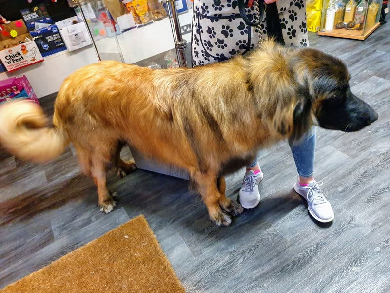 Inside the grooming salon: a long-coated dog standing on the grey wood floor beside the retail shelving