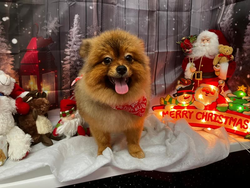 A Pomeranian in a red bandana photographed in front of the salon's Christmas setup