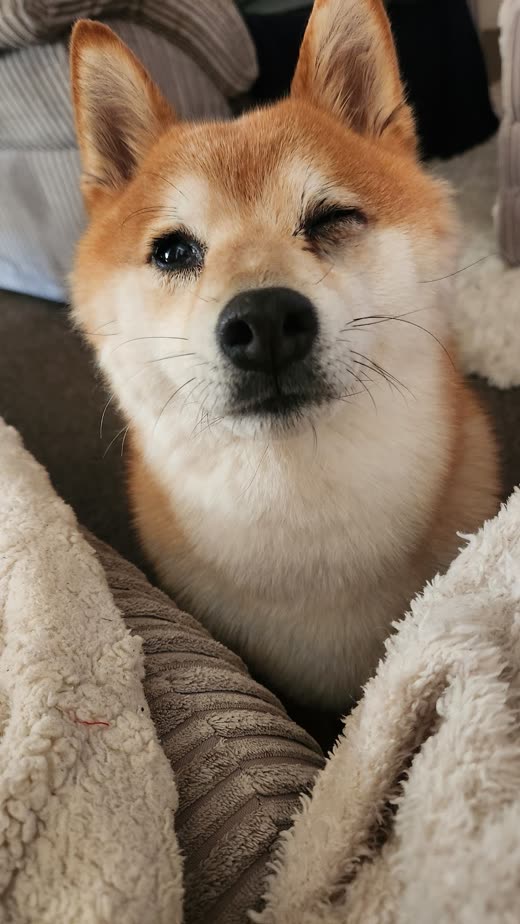 Close-up of a Shiba Inu lying contentedly on a cream fleece blanket after grooming